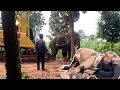 [EP 2/3] Help elephant ช้างนอนลุกไม่ขึ้น เอารถมายก