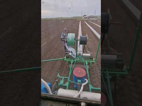 Сеем арбуз под пленку 🚜🌱🍉