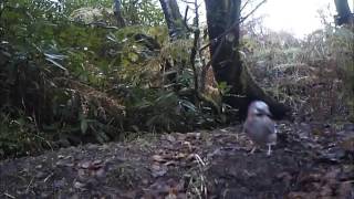First Jay filmed in woods