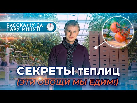 СЕКРЕТЫ теплиц 🥒 || Эти овощи мы едим!