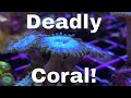 This Coral Will Kill You!