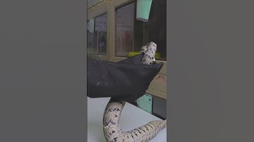 Premium Security Safety Gloves  by African Reptiles and Venom.  #snake #reptiles #africanreptiles