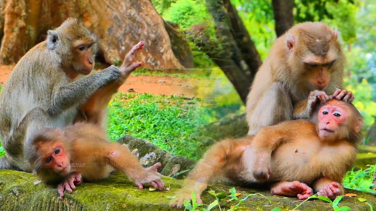 Monkey Baila is very happy while her sister monkey and Amber monkey give love to and help Massage