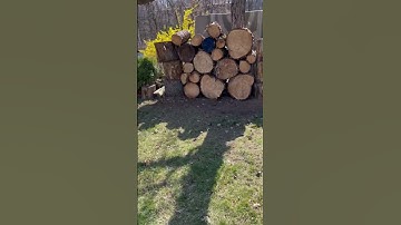 SOG Tomahawk Throwing #shorts #tomahawks #axethrowing #outdoors #hobbies #training