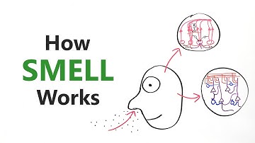 How smell works - Olfactory system