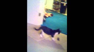 Radar the kitten vs. ball