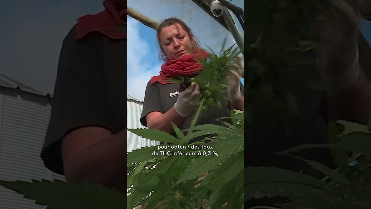 En Alsace, deux amis se sont lancés dans la culture du chanvre pour en faire du CBD 🌿