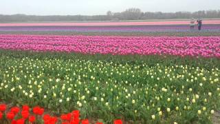 Red Tulips in Lisse, the Netherlands