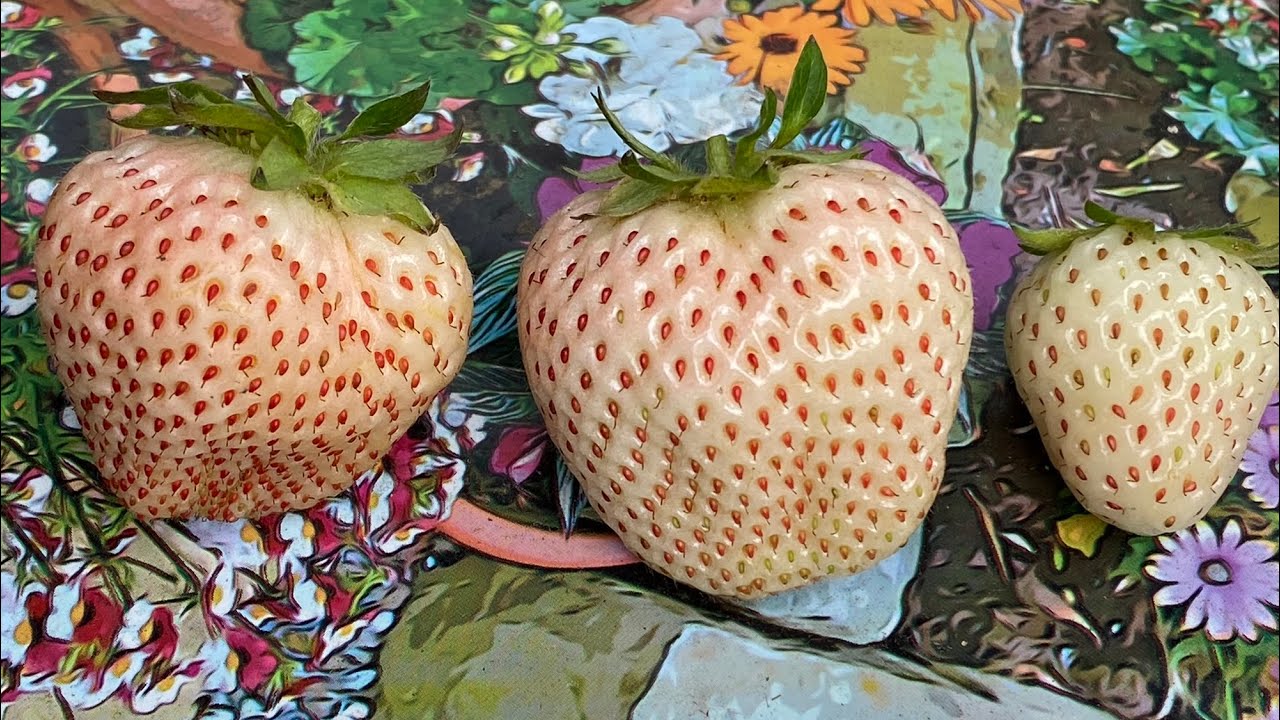f*w様 白いイチゴのコ 🔰白いちご、収穫しました。🧑‍🌾🍓 - YouTube