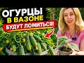 После этой посадки огурцы прут без остановки🥒