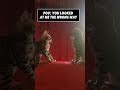 Cats testing boundaries 😹 #cats #catshorts #funnycats #catvideo #animals #fyp #shorts #catsoftiktok