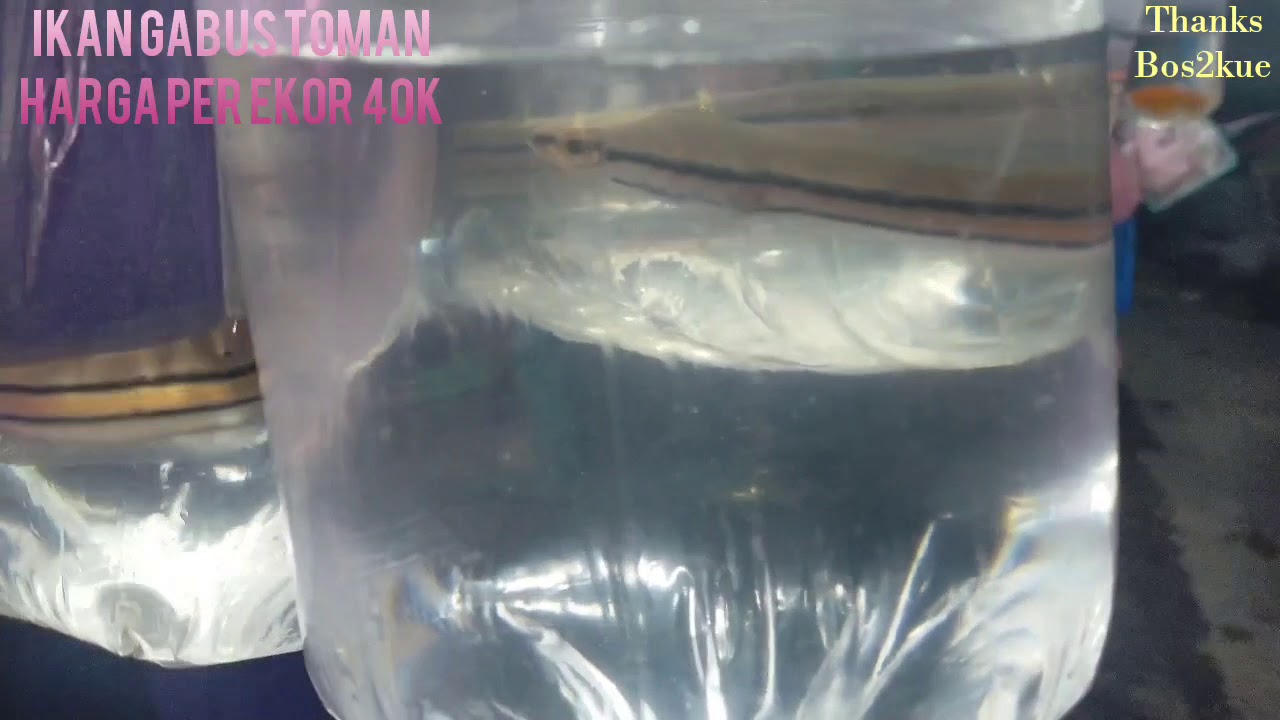 Review Jujur ... !! Ikan Gabus Toman Sang Predator Harga ...