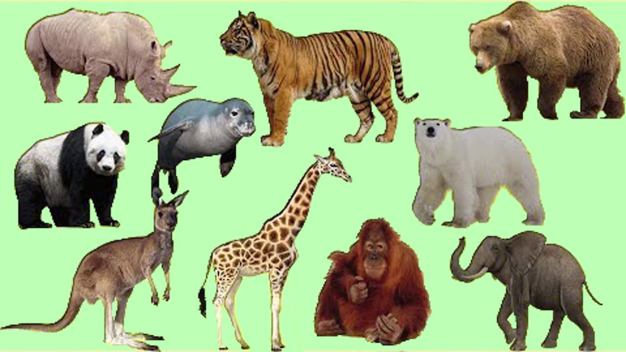 bunyi haiwan untuk kanak kanak gambar  haiwan liar  