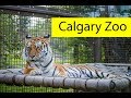 Calgary Zoo Visit - June 2019