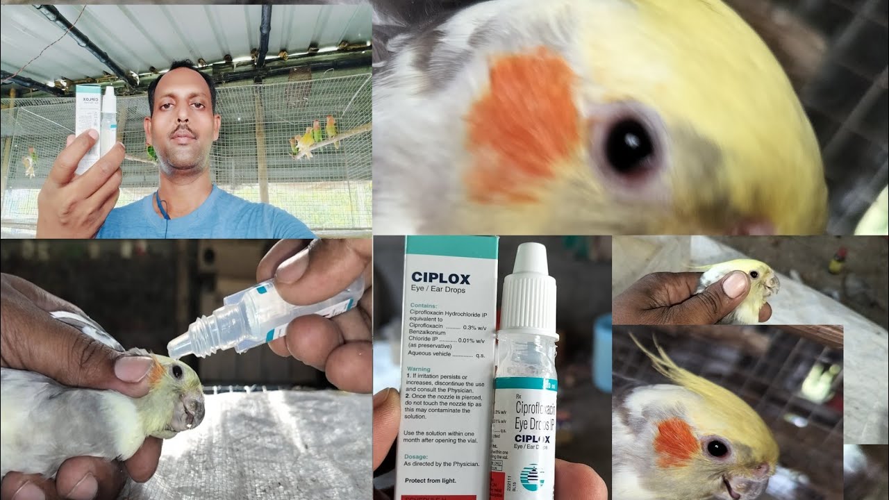 How to Treatment Birds Eyes Infection | পাখির চোখের ইনফেকশন চিকিৎসা | পাখির চোখের ইনফেকশন এর সমাধান