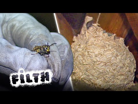 How to Safely Destroy a Giant Wasp Nest
