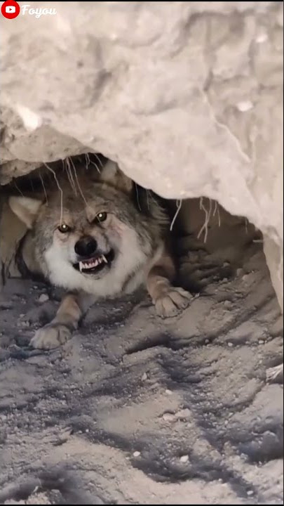 angry wolf