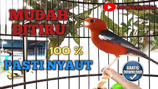 Gacoran ANIS MERAH lanjut bikin Burung ANIS MERAH mu IKUT BUNYI Ngeplong Lanjut Teler. COBA AJA‼️
