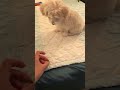 #Dog Momo# Dog train to “ leave ”when he was young