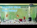 Complete Aquarium (2.5 feet) Setup with all Price Details | Best Budget Fish Tank | CrazyF India