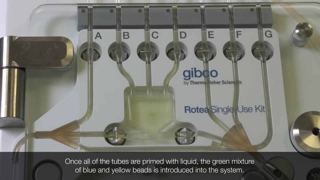 Gibco™ CTS™ Rotea™ System bead kit How to run a separation protocol