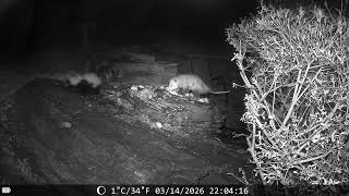 trail cam rock dinner plate