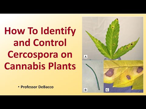Video: Củ cải với đốm lá Cercospora - Kiểm soát đốm lá Cercospora của cây củ cải