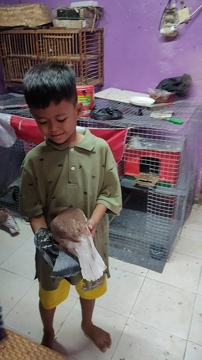 Al birds fighting over the cage 🤦 #alfattahchannel #merpatial #merpatiku #burungdara