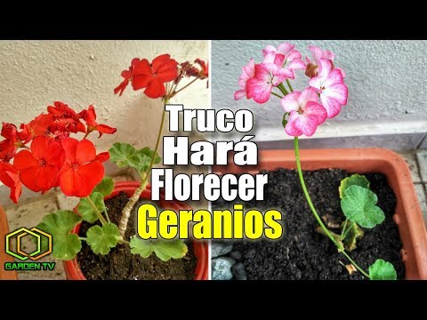 Video: Por Qué Los Geranios No Florecen Y Qué Hacer Para Ayudar A La Flor