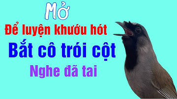 Chuẩn khướu hót bắt cô trói cột / anh em dùng để luyện khướu bổi #khuouhot 