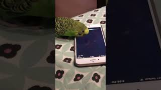 Budgie activates Siri by saying “Hey Siri”