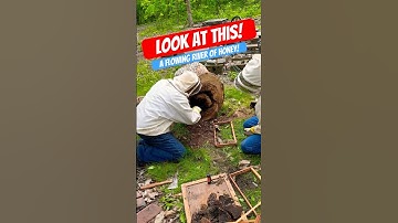 Flowing River Of Honey Inside This Tree! #unusualthings #beekeeper #honey #adventure #nature #bees