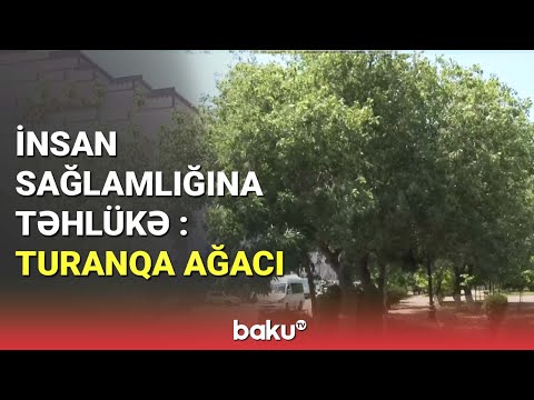 Video: Yasəmən Kolu Kökləri - Vəqflərin yaxınlığında yasəmən əkmək yaxşıdır