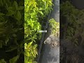 Bougainvillea Seedlings 🌺 | Easy Growing & Full Bloom Guide#TrendingNow #ViralVideo