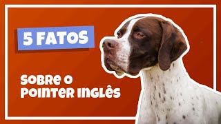 5 CURIOSIDADES SOBRE O POINTER INGLÊS!  Cinobras TV