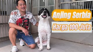 Anjing Dari Serbia Harga 100 Juta - Alabai Anjing Gembala Asia Tengah