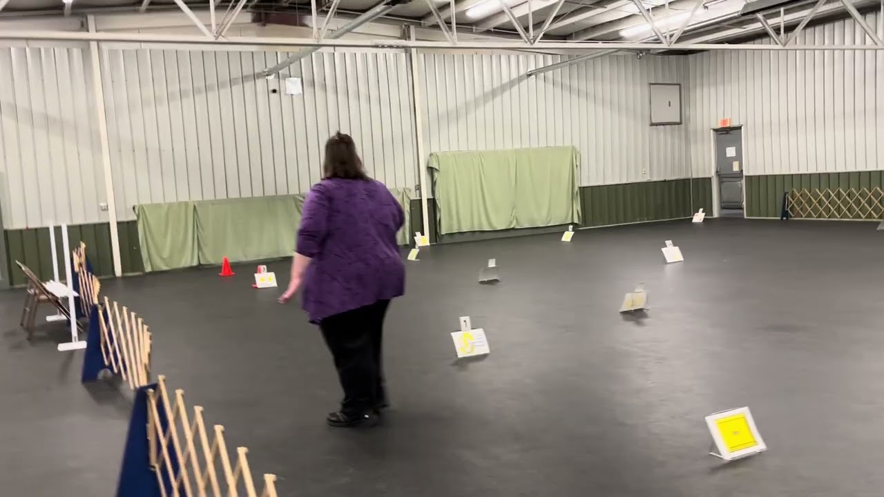 Bodhi Rally Intermediate Toledo Kennel Club 2/28/2026