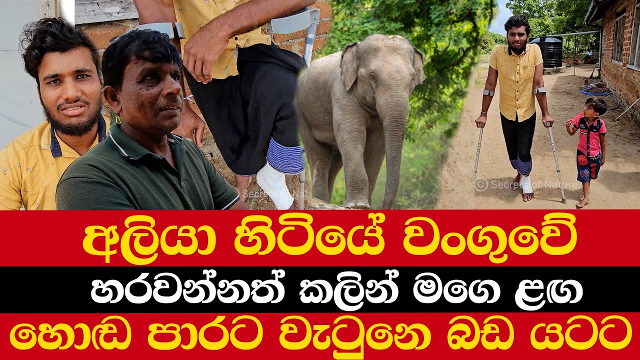 අලියා හිටියේ වංගුවේ | හරවන්නත් කලින් මගෙ ළඟ | හොඬ පාරට වැටුනෙ බඩ යටට