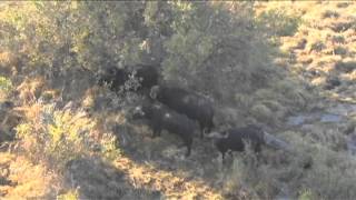 Afrikaya Tours doing a helicopter tour with Helicopter Horizons in Botswana's Okavango ...
