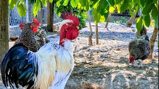 Naked neck rooster chilling under the tree shade 
