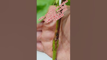 white peach Dutch method grafted onto peach seedling#桃树嫁接#Z graft#Z型嫁接 #果树嫁接 # garden#grafting
