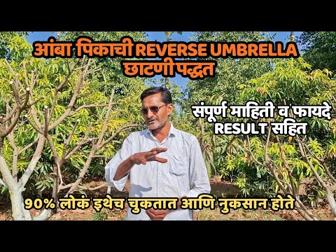 या छाटणी तंत्रामुळे केसर आंब्याला भरघोस मोहोर येतो. आंबा बागेत ही एक चूक लाखोंचं नुकसान करू शकते.