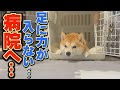 【謎の症状】突然、兄柴と妹柴が歩けなくなりました・・・