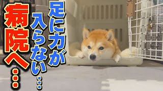 [Mysterious Symptoms] Suddenly, my brother and sister Shiba Inu can no longer walk...