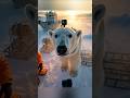 dog camera water day #youtubeshorts #movie #short
