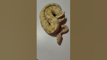 Candy Ball Python #shorts