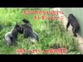 Shabani gets angry at Kiyomasa's pestering【東山動物園ゴリラ】Shabani family #49