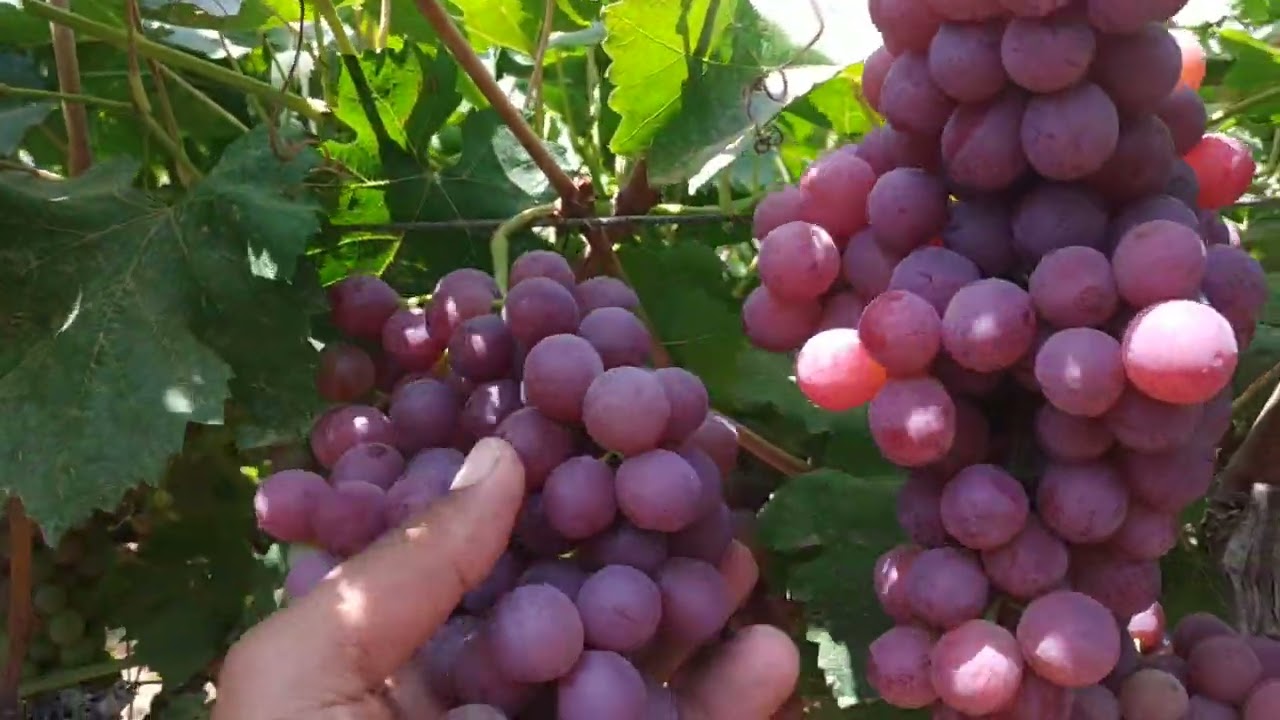 كيفيه معرفه اللون الكامل في العنب الفليم في اقل وقت وكمان آية المراحل المطلوبة