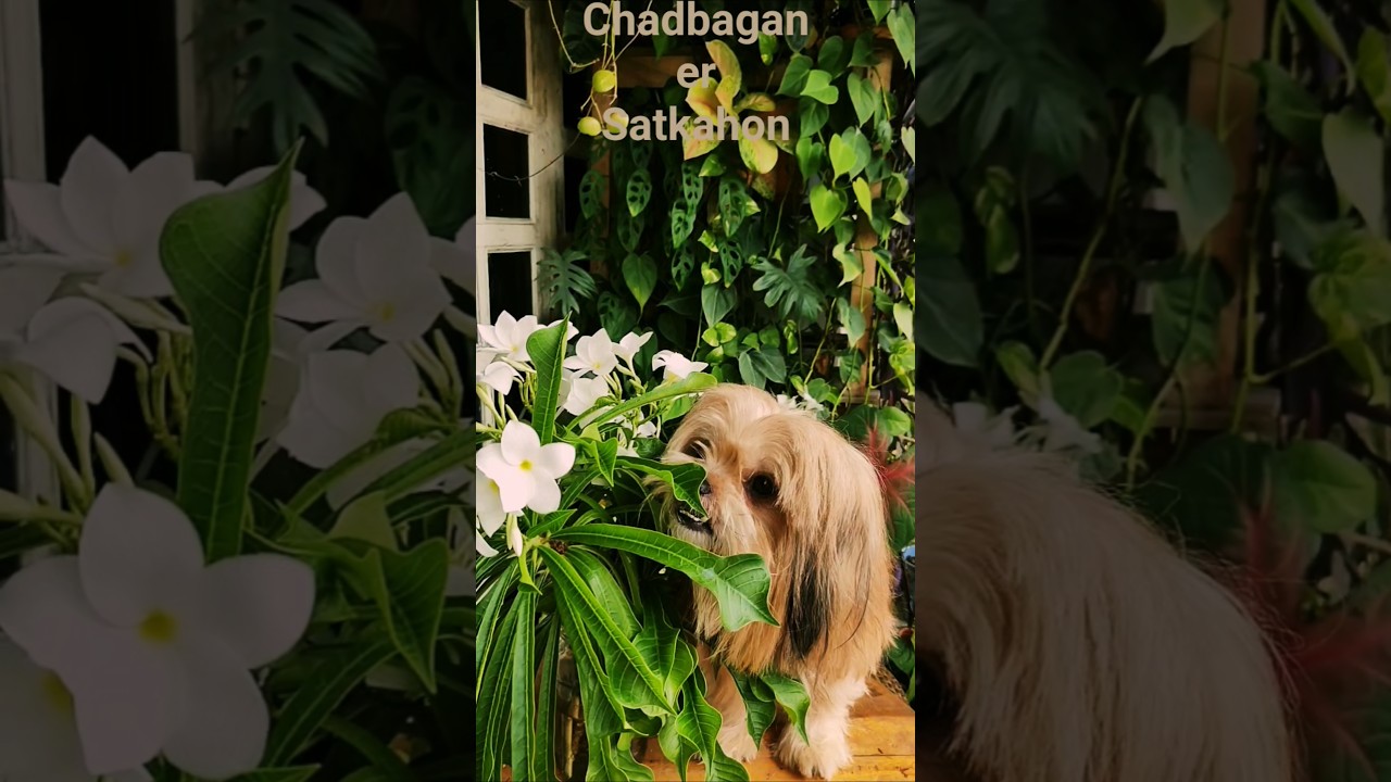 Update Of Flowers , Fruit And House Plants From Our Garden!: