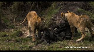 Sub-adults of Rekero pride feasting on a dead buffalo pulled from the mud